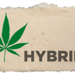 Hybrid Strain