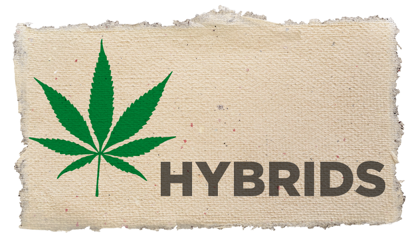 Hybrid-strains