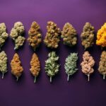 Weed Strains