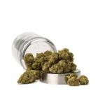 THCa Flower Sex Panther - Image 3